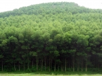 Sổ tay hướng dẫn quản lý rừng bền vững cho rừng trồng